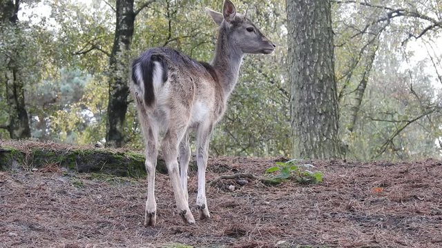 Damwild