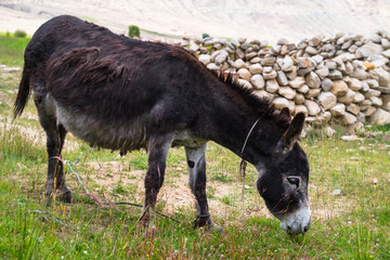 Black donkey in field