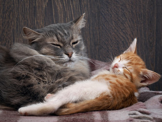 large gray cat and a small red and white kitten