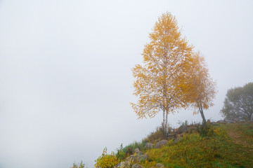 Fototapeta premium landscape with yellow leaves by the lake