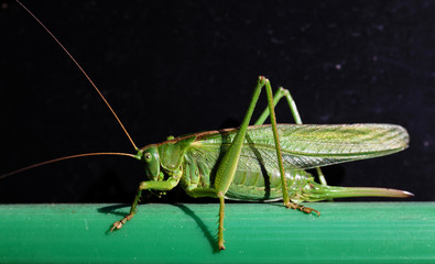 Tettigonia viridissima