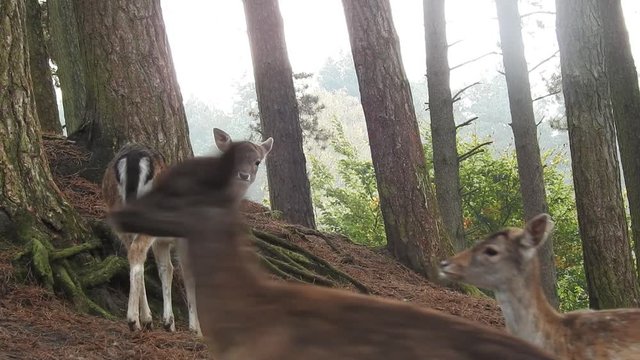 Damwild