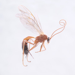 dried, dead, wasp, macro shot