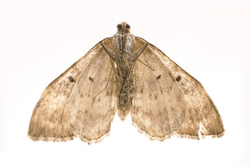 dried, dead butterfly, macro shot