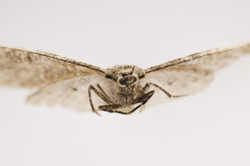 dried, dead butterfly, macro shot