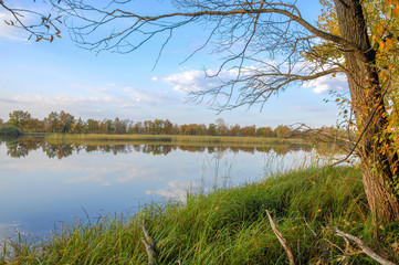 Autumn lake cane trees, green grass