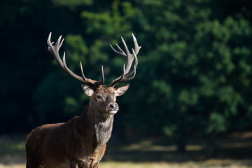 Stag