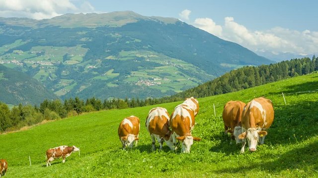 Cows grazing in alpine meadows in South Tyrol, Dolomites, Italy
