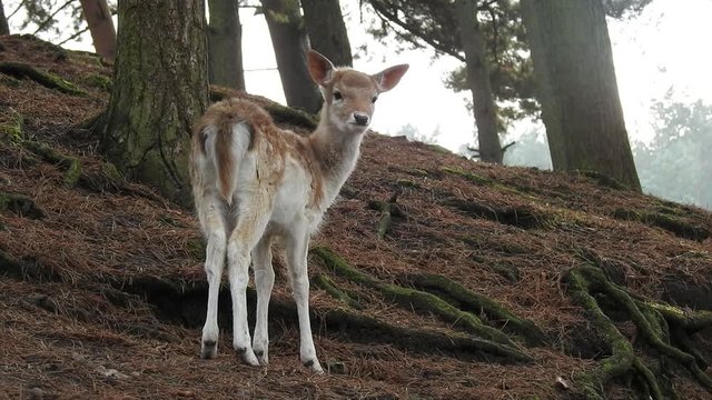 Damwild