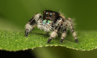 jumping spider on green background