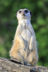 Erdmännchen