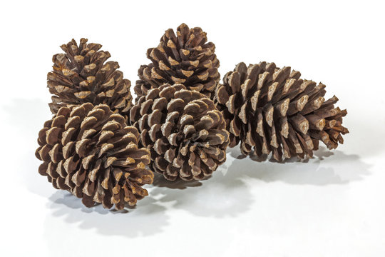 Five Natural Brown Pine Cone Patterns and Textures