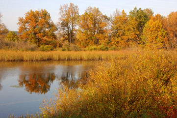 Fall River golden leaves