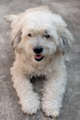 Portrait of fluffy white dog.