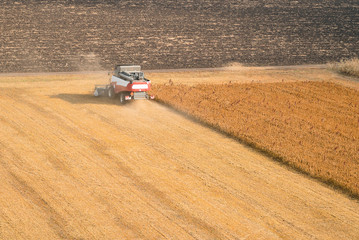 Obraz premium Combine harvester harvest ripe wheat on a farm