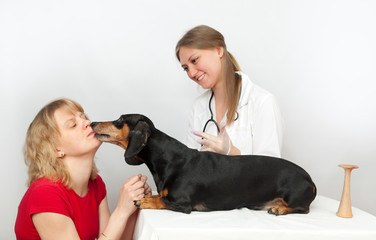 Dachshund dog and his owner examination by a veterinary doctor