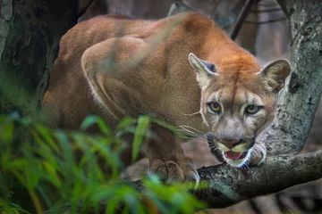Gordijnen Mountain lion  puma © ake