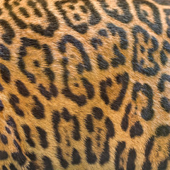 Leopard fur