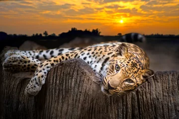 Fotobehang Luipaard Leopard  © Panthat Sitdatvirade