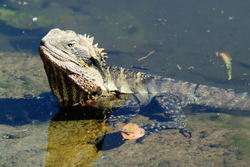 Australischer Wasserdrache
