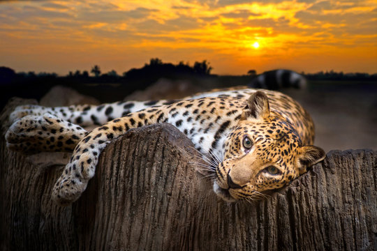 Fototapeta Leopard
