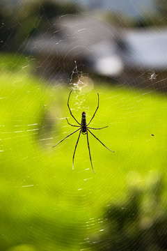 spider in field