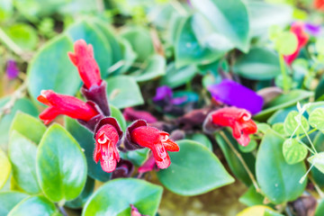 selective focus red flower under sunshine, blur bokeh