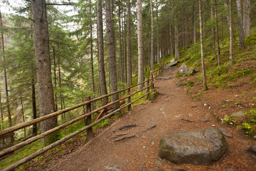 inside a typical forest of the Italian Alps a path brings you lonf the woods