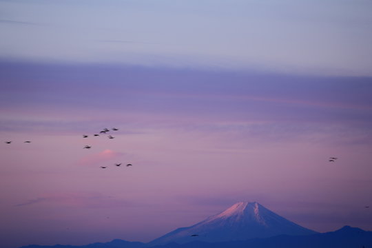 富士山と渡り鳥 © yashinon