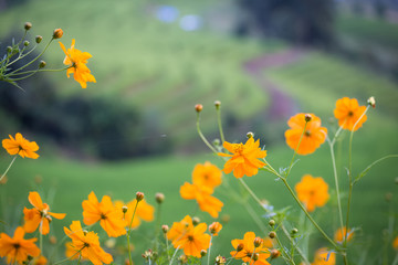 cosmos flower in field