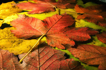 Autumn colored leaves of maple close-up