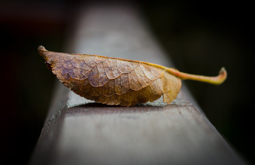 Leaf