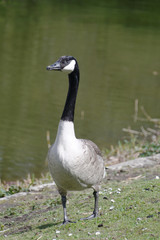 Canada Goose