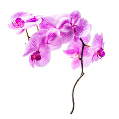 Plakat Orchid flowers