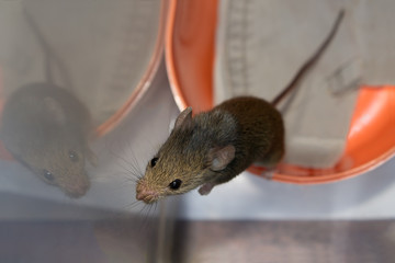 A mouse on its hind legs