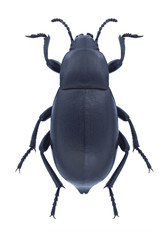 Beetle Blaps lethifera on a white background