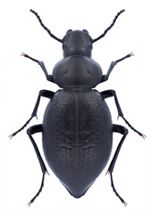 Beetle Tentyria nomas on a white background