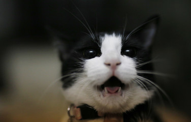 cute adorable black white kitten looks on the camera