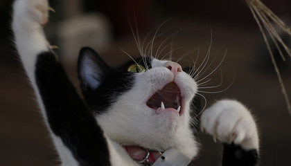 cute adorable black white kitten plays with leaves