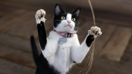 cute adorable black white kitten plays with leaves