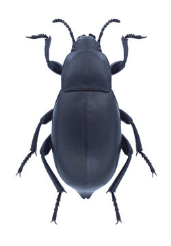 Beetle Blaps lethifera on a white background