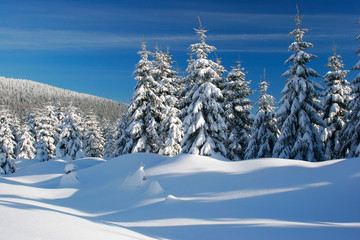 Winter Landscape, Spruce Tree Forest Covered by Snow, bright sunshine, blue sky
