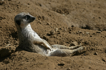 meerkat