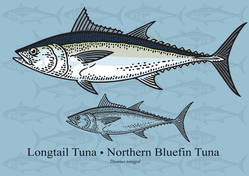 Longtail Tuna, Northern Bluefin Tuna. Vector illustration for artwork in small sizes. Suitable for graphic and packaging design, educational examples, web, etc.
