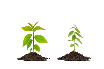 Young green plant on  the soil ,on white background