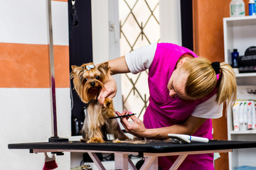 Grooming the Shih Tzu dog