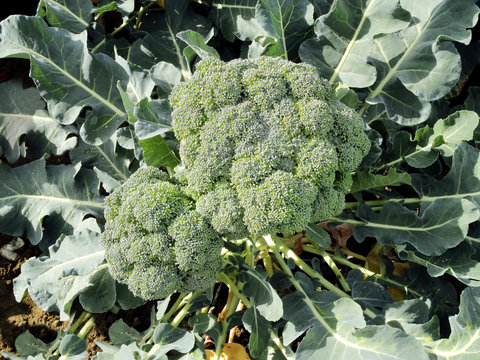 Organic broccoli with leaves ,cruciferous vegetable family,  growing in a garden