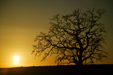Fototapeta na wymiar oak tree silhouette