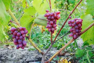 bunch of ripe grapes