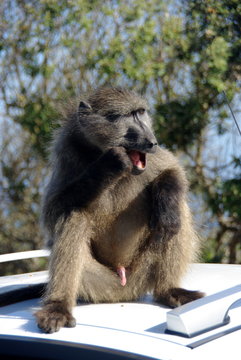 Baboin Afrique Du Sud Cape Point